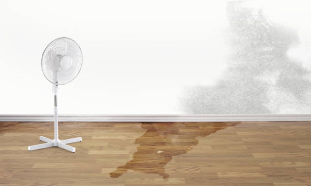 Best Mold removal after water damage  in North Boston, NY